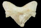 Pathological Shark (Otodus) Tooth - Morocco #108249-1